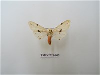 藏品(菊池污燈蛾)的圖片